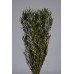SALIGNUM FOLIAGE PRESERVED 16" GREEN- OUT OF STOCK